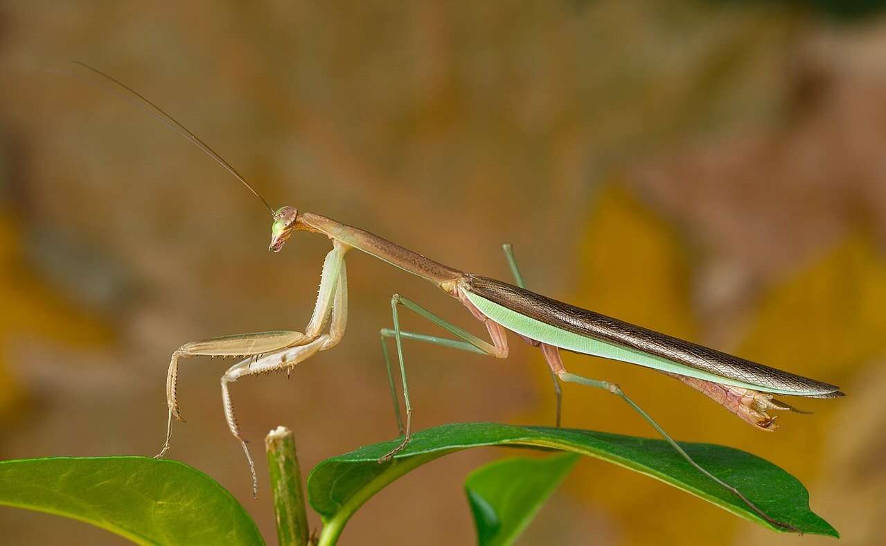 US Air Force studies pest control for airplanes Praying mantis solution