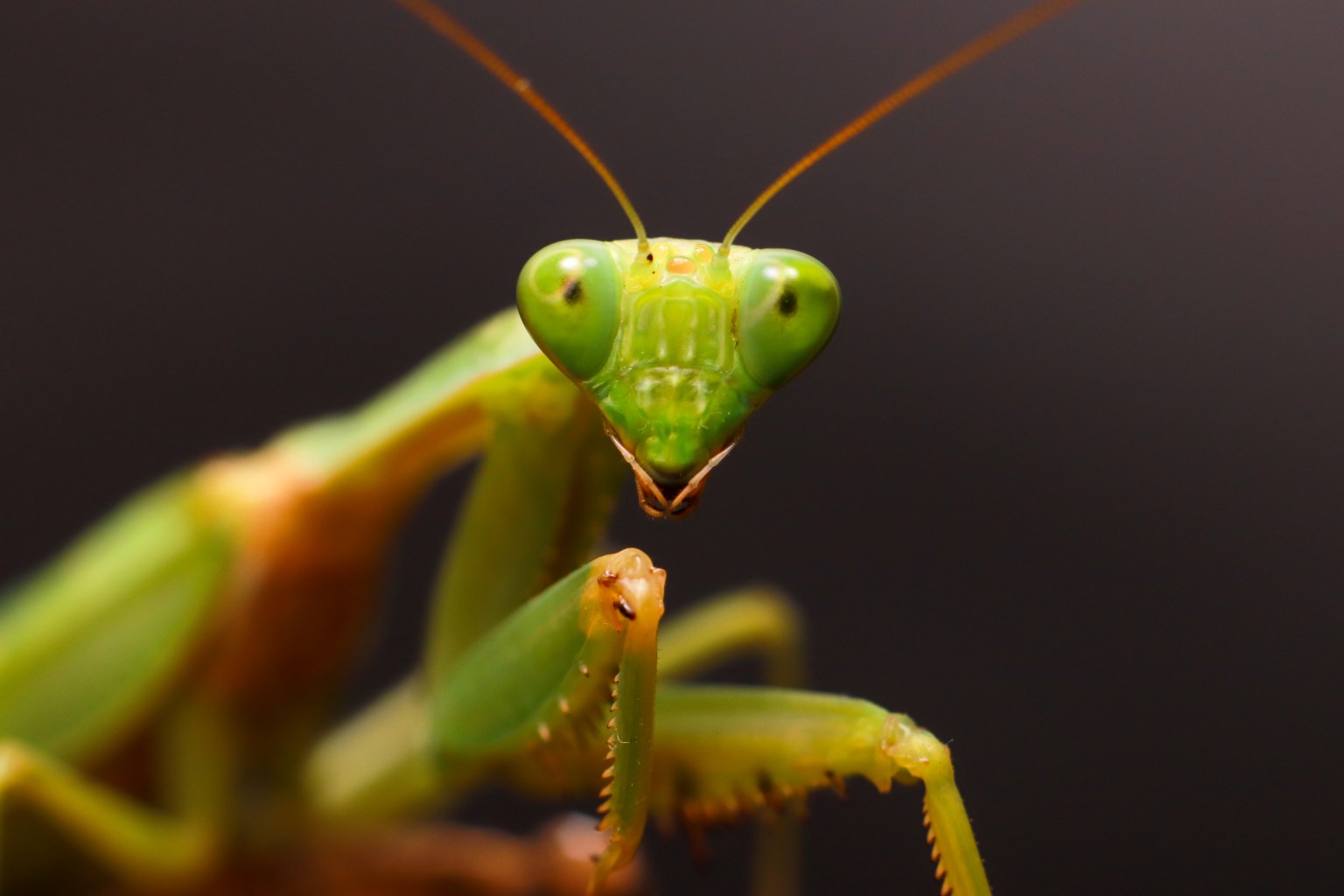 Invasive? The lies about Chinese mantis.