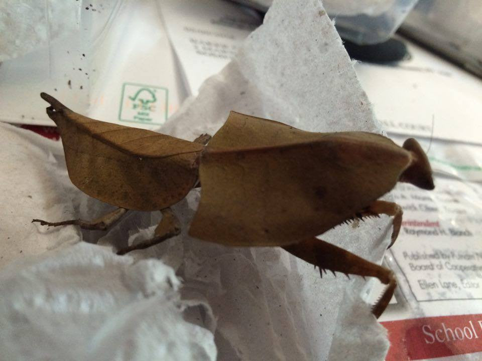 Derplatys Species "Dead leaf" Mantis