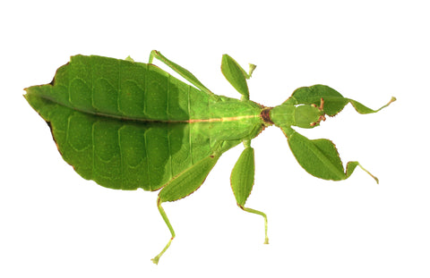 Phasmida Leaf Insects, Stick Insects Walking Sticks, stick-bugs