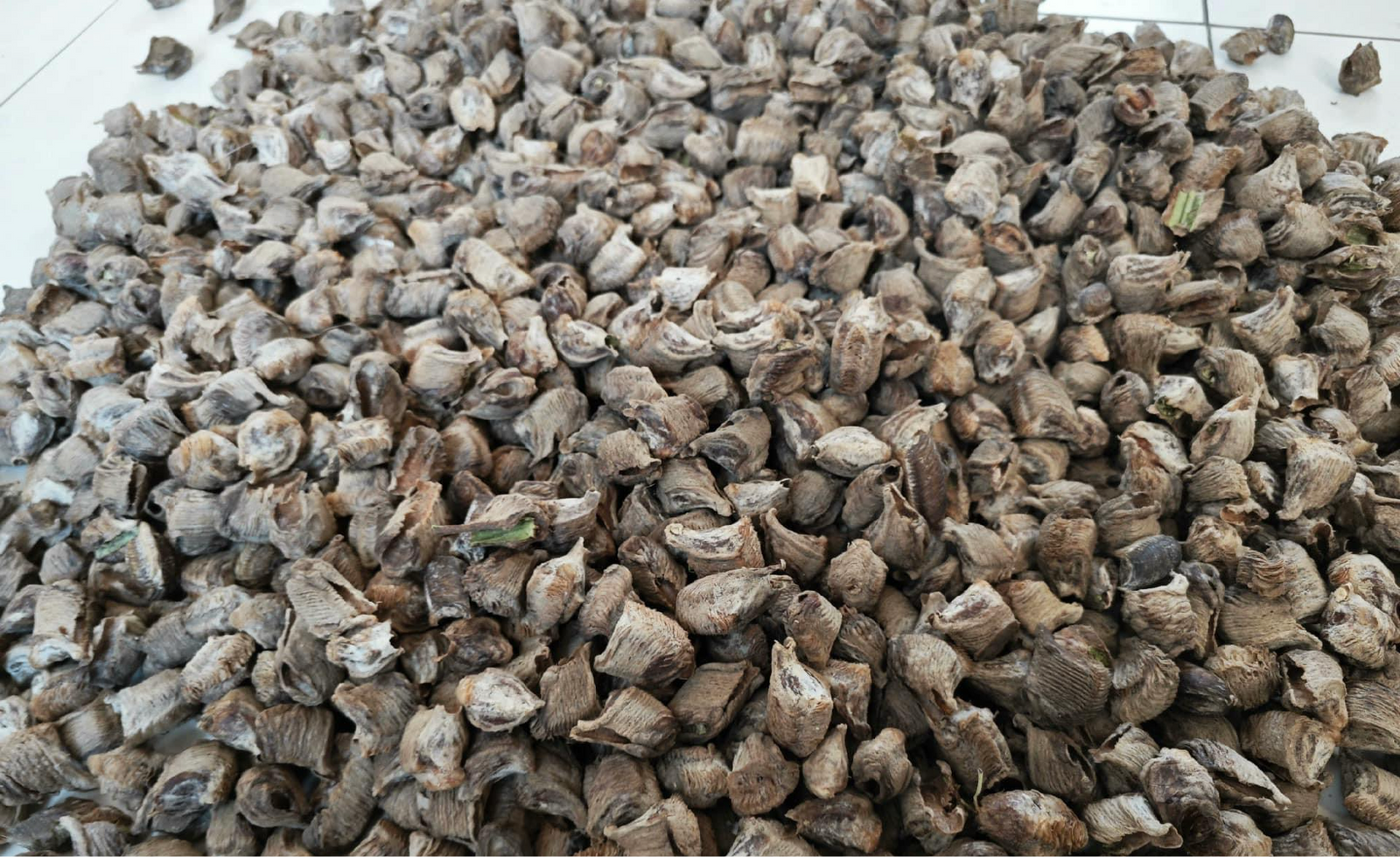Paquete de 3 huevos de diente de mantis china Estuche vivo