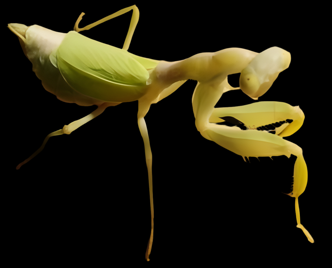Clinia humeralis Wide-arm mantis