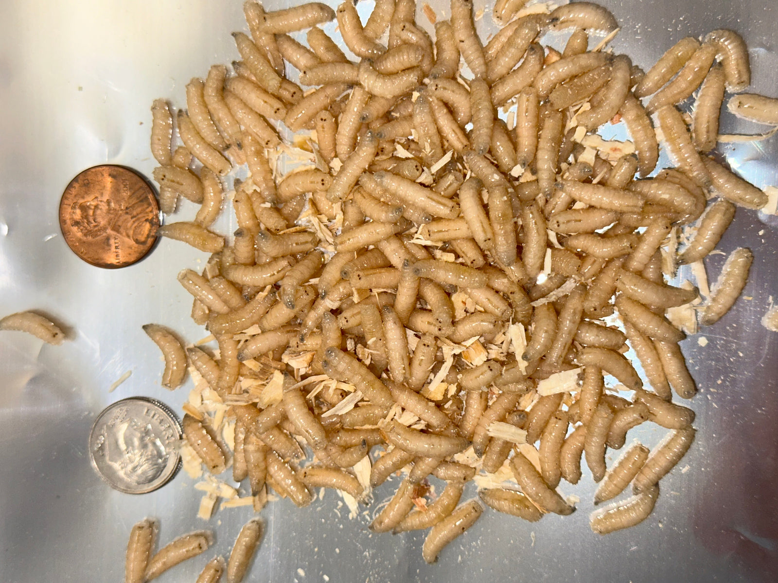 Blue Bottle Fly Spikes Pupae pollinators, larvae ,grubs, USDA raised FRESH New improved - USMANTIS