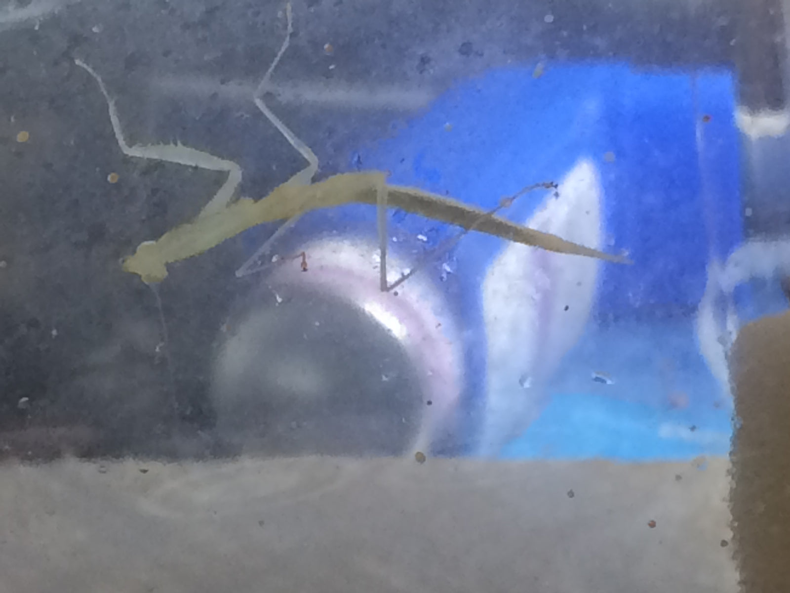 Sinomantis denticulata “Glass Mantis” - USMANTIS