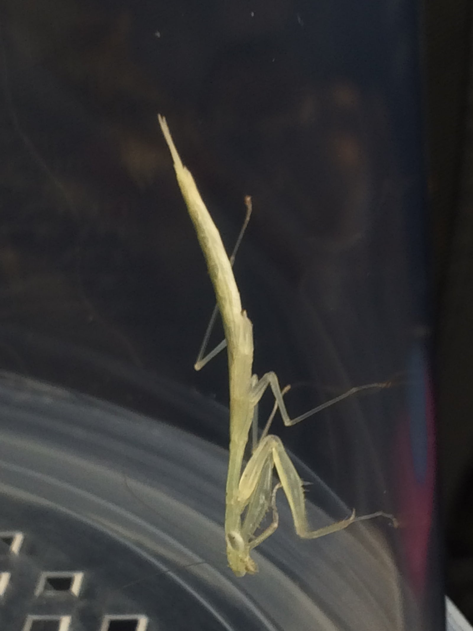 Sinomantis denticulata “Glass Mantis” - USMANTIS
