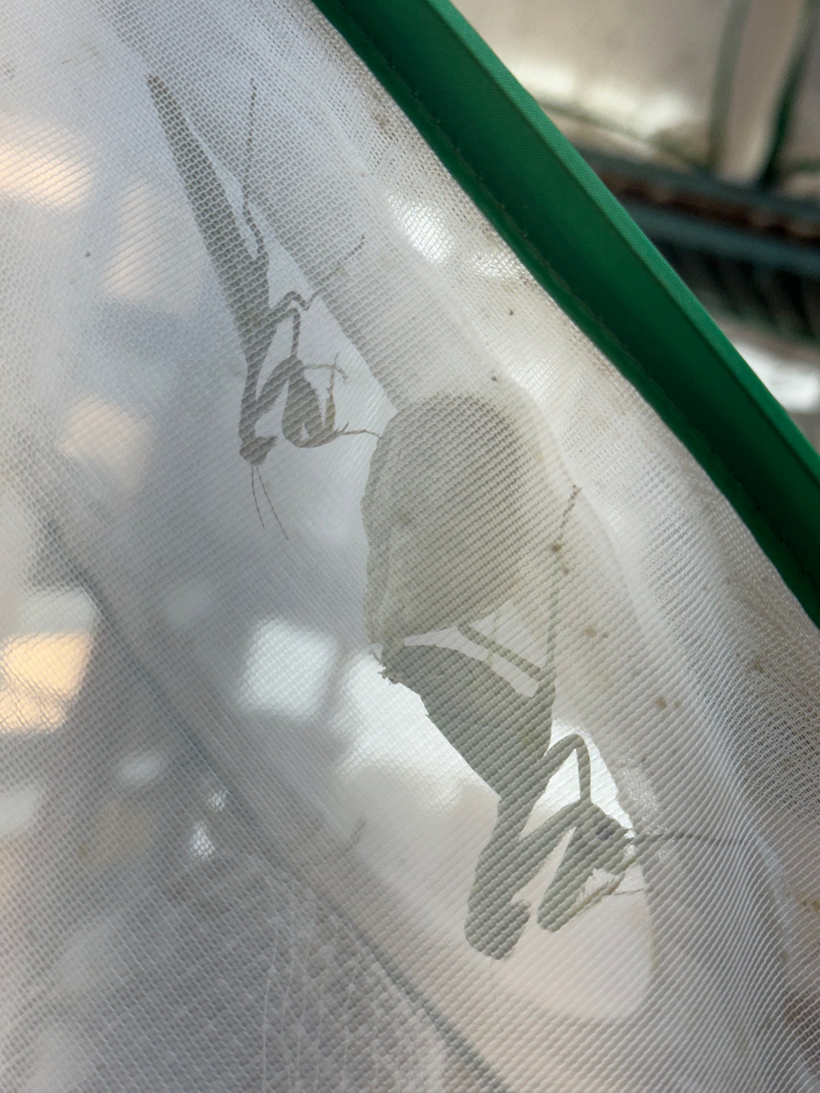 Clinia humeralis Wide-arm mantis