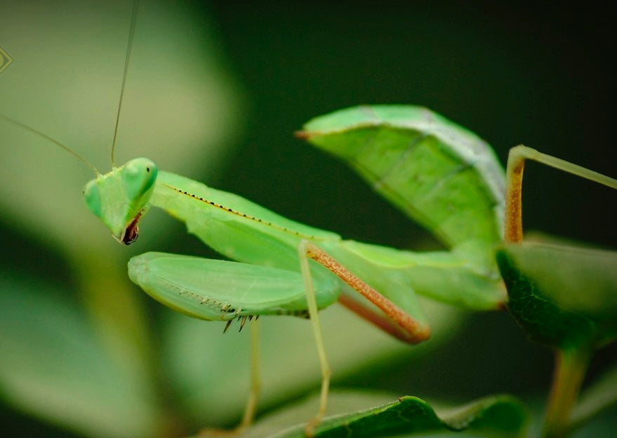Sphodromantis sp Blue Flash Aurea Giant African Mantis