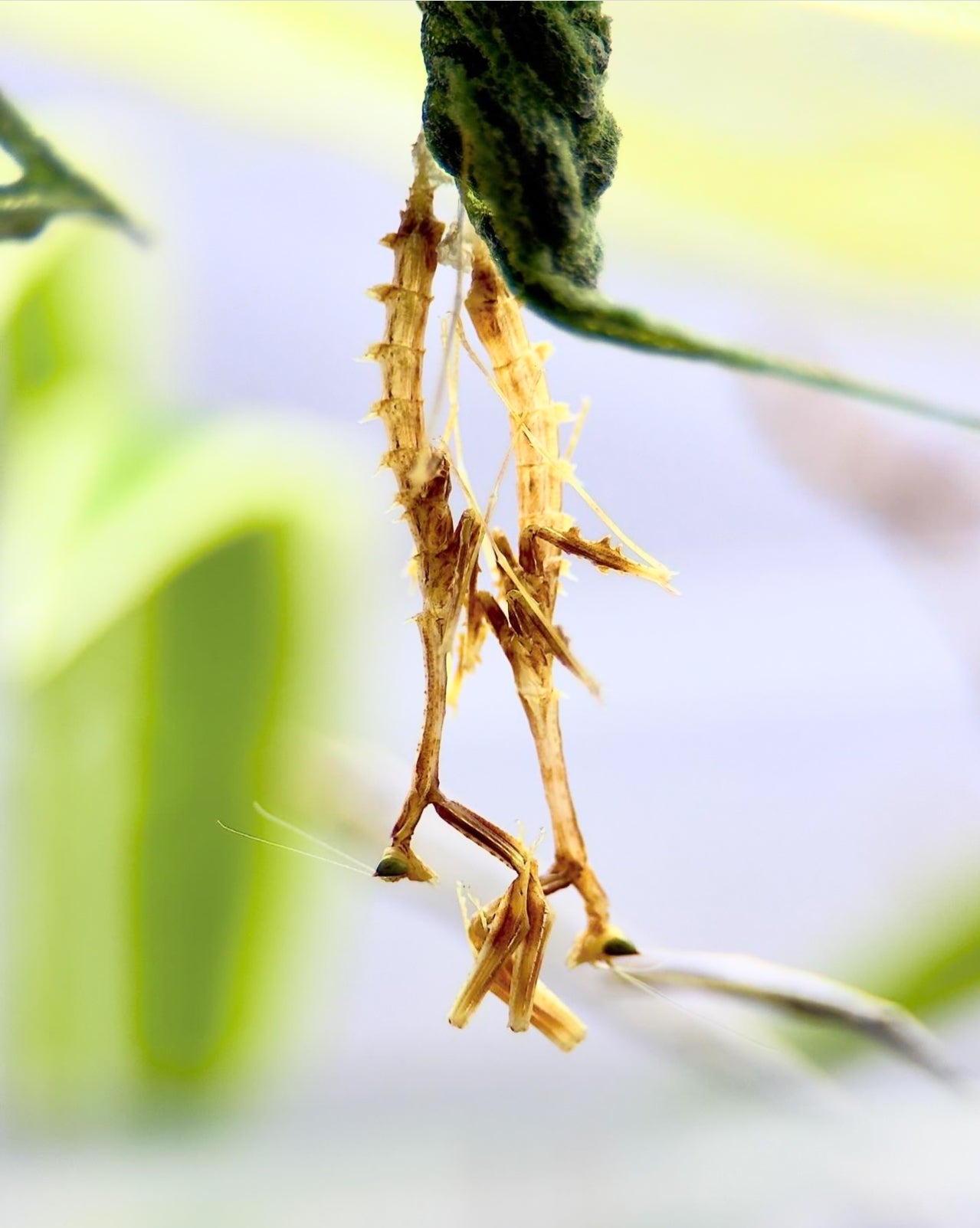 Toxodera integrifolia Dragon mantis - USMANTIS