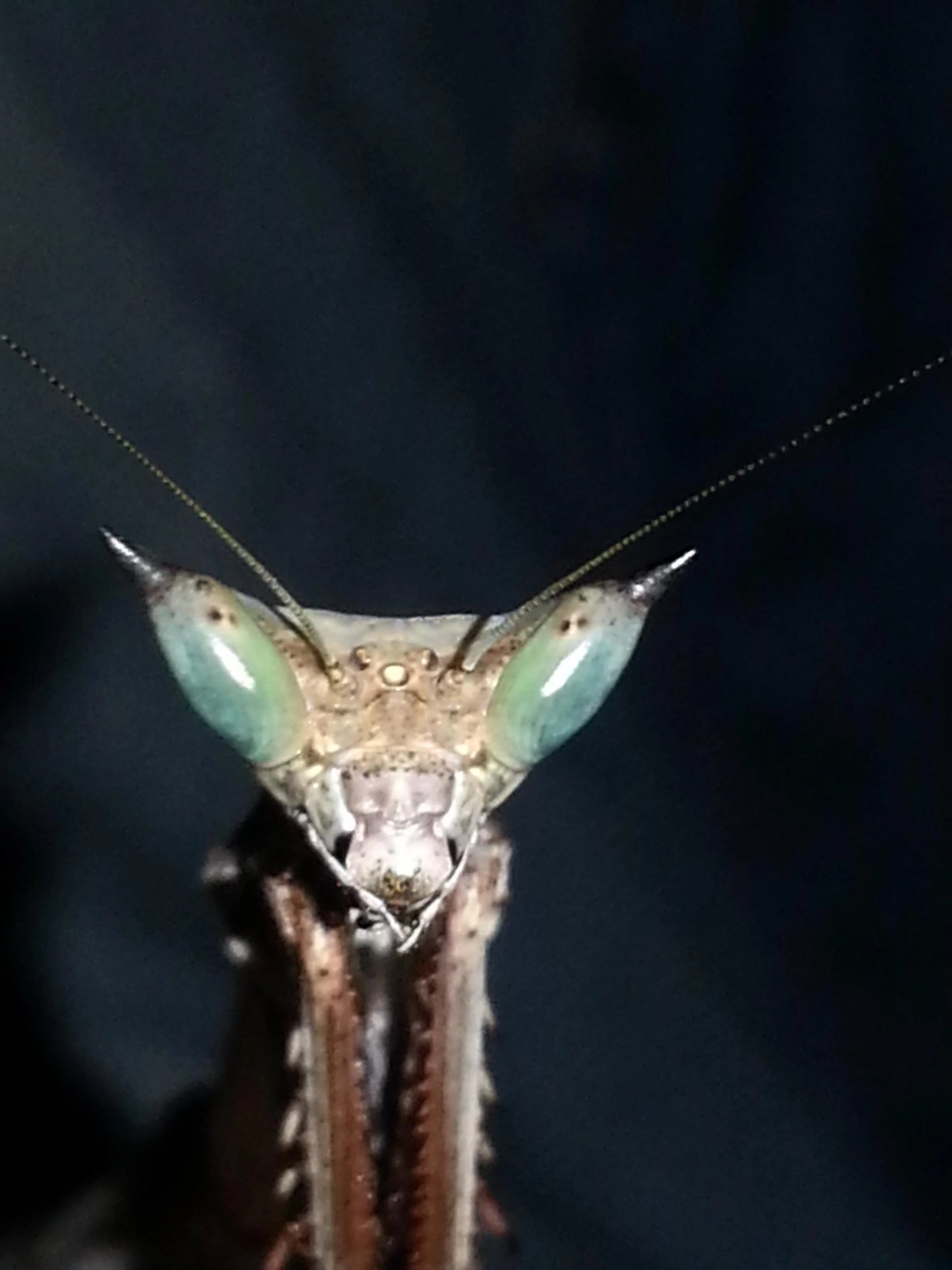 Heterochaeta orientalis Giant African Stick mantis / cat-eye mantis / 'Chaeta - USMANTIS