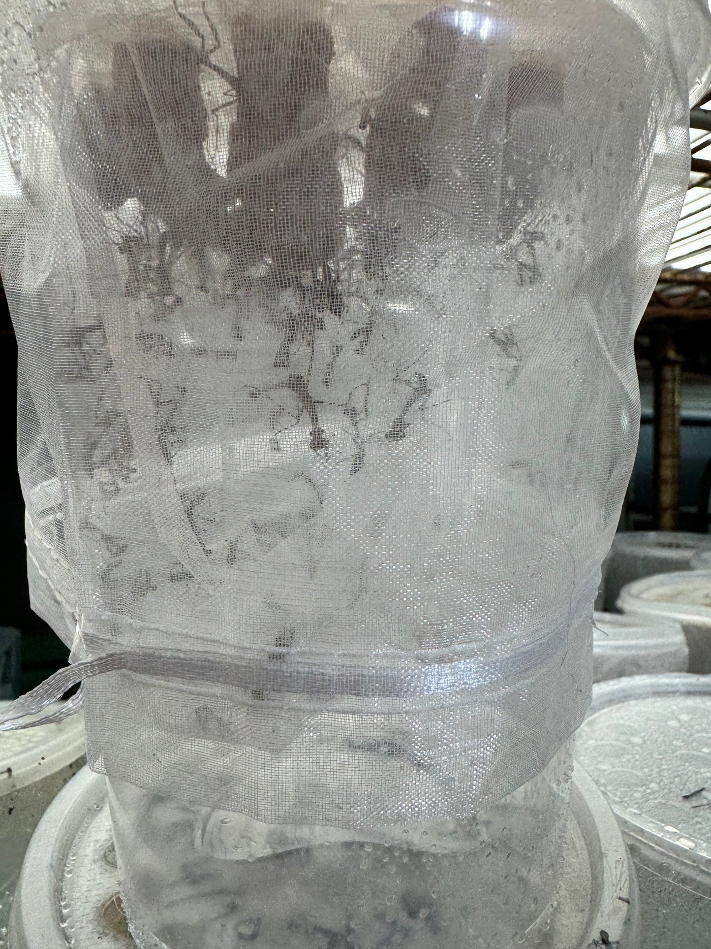 Deroplatys lobata live Dead leaf Praying mantis - USMANTIS