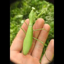 Rhombodera extensicollis - Mantis escudo asiática gigante
