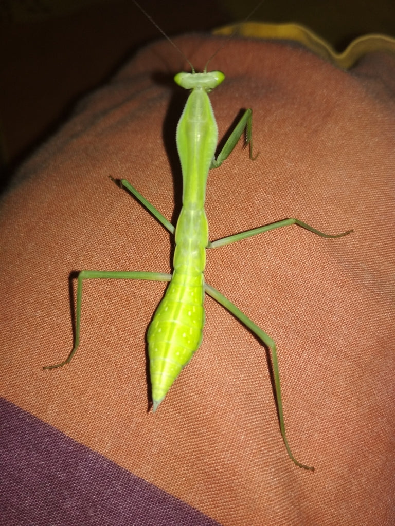 Rhombodera extensicollis - Mantis escudo asiática gigante