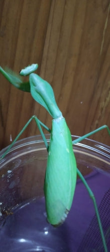 Rhombodera extensicollis - Mantis escudo asiática gigante