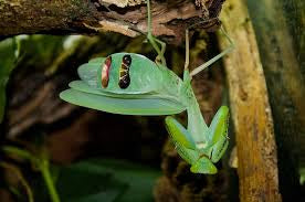 Rhombodera extensicollis - Mantis escudo asiática gigante