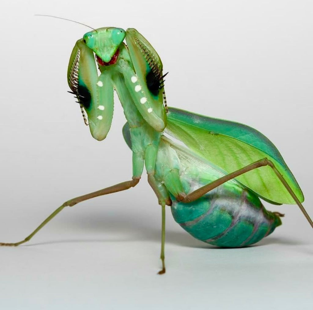Sphodromantis sp Blue Flash Aurea Giant African Mantis
