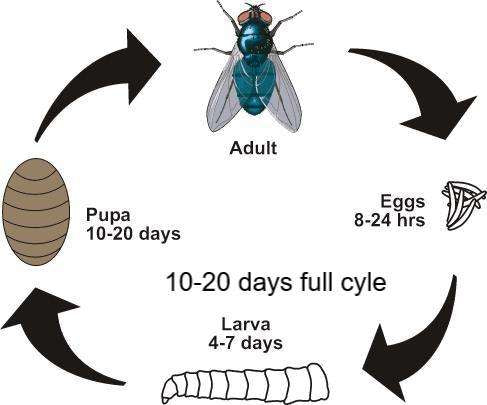 Púas de mosca de botella azul Pupas polinizadores, larvas, larvas, USDA criadas FRESCAS