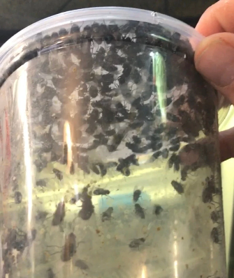 Púas de mosca de botella azul Pupas polinizadores, larvas, larvas, USDA criadas FRESCAS