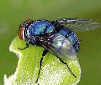 Púas de mosca de botella azul Pupas polinizadores, larvas, larvas, USDA criadas FRESCAS