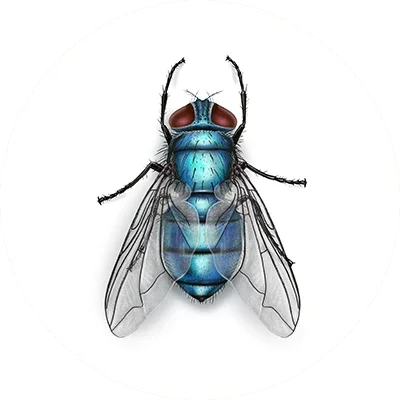 Blue bottle fly pupae pollinators feeder flies. Bulk pupae New improved! - USMANTIS