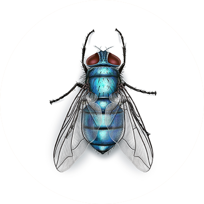 Púas de mosca de botella azul Pupas polinizadores, larvas, larvas, USDA criadas FRESCAS