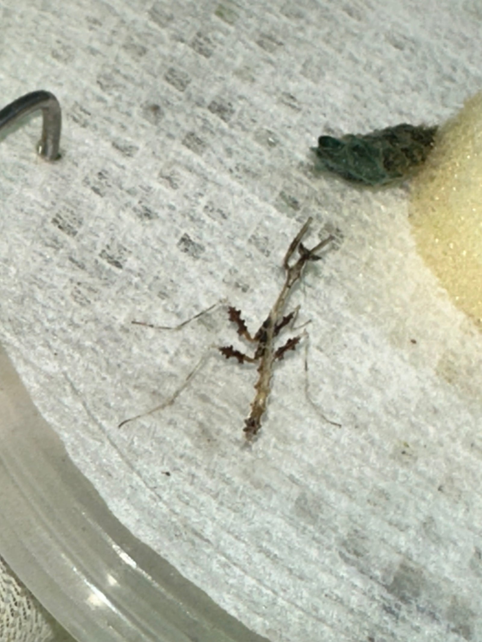 Metatoxodera subparallela praying mantis - USMANTIS
