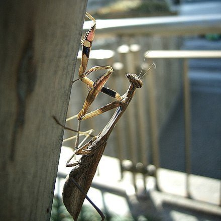 Statilla maculata Asian Jumping Grass Praying Mantis - USMANTIS