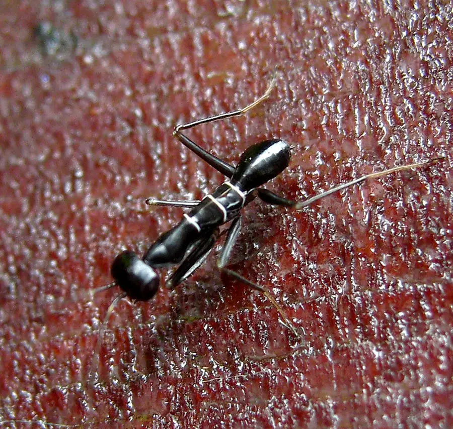 Odontomantis Asian Ant Mantis - USMANTIS