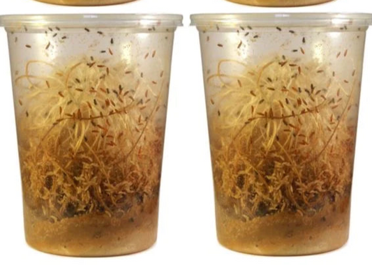 New! Golden hydei flightless fruit flies cultures - USMANTIS