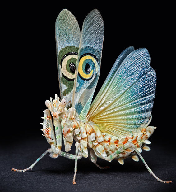 Pseudocreobotra wahlbergii Spiny Flower mantis - USMANTIS