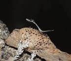 Neonanduria bolauana Giant African Twig mantis - USMANTIS
