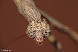 Neonanduria bolauana Giant African Twig mantis - USMANTIS