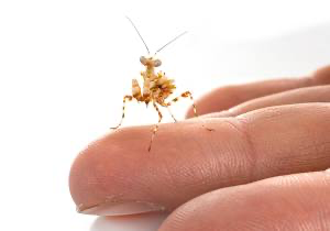 Clidonoptera lestoni mantis - USMANTIS