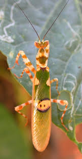 Creobroter nebulosa Indian Flower mantis
