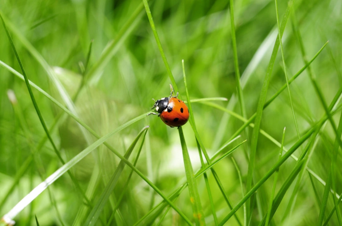 Lady Bugs