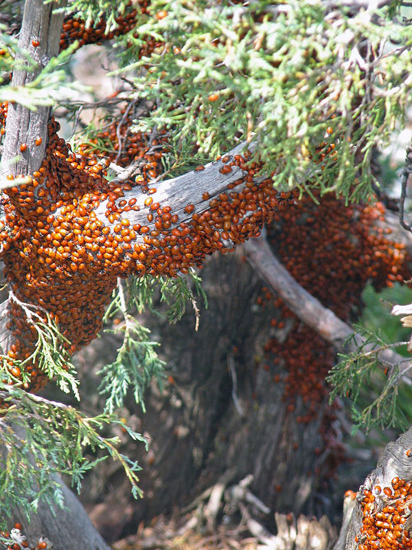 Lady Bugs