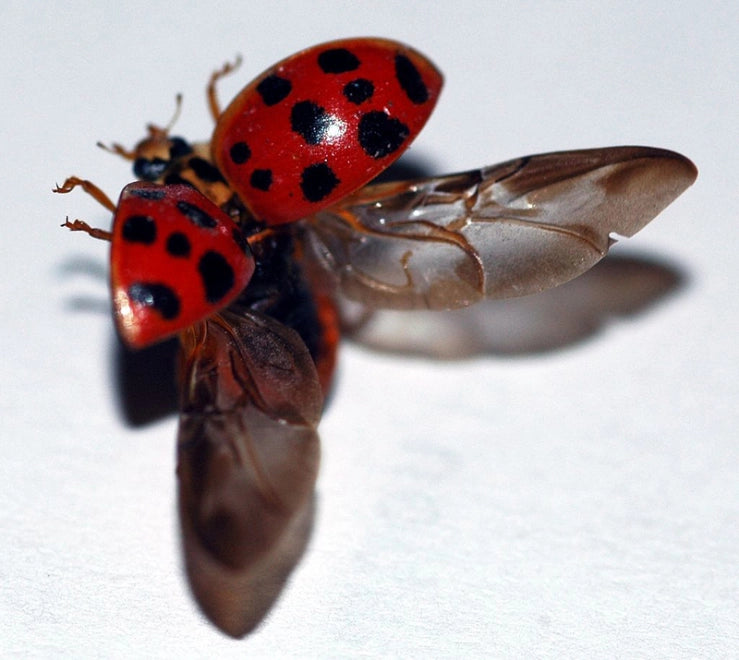 Lady Bugs