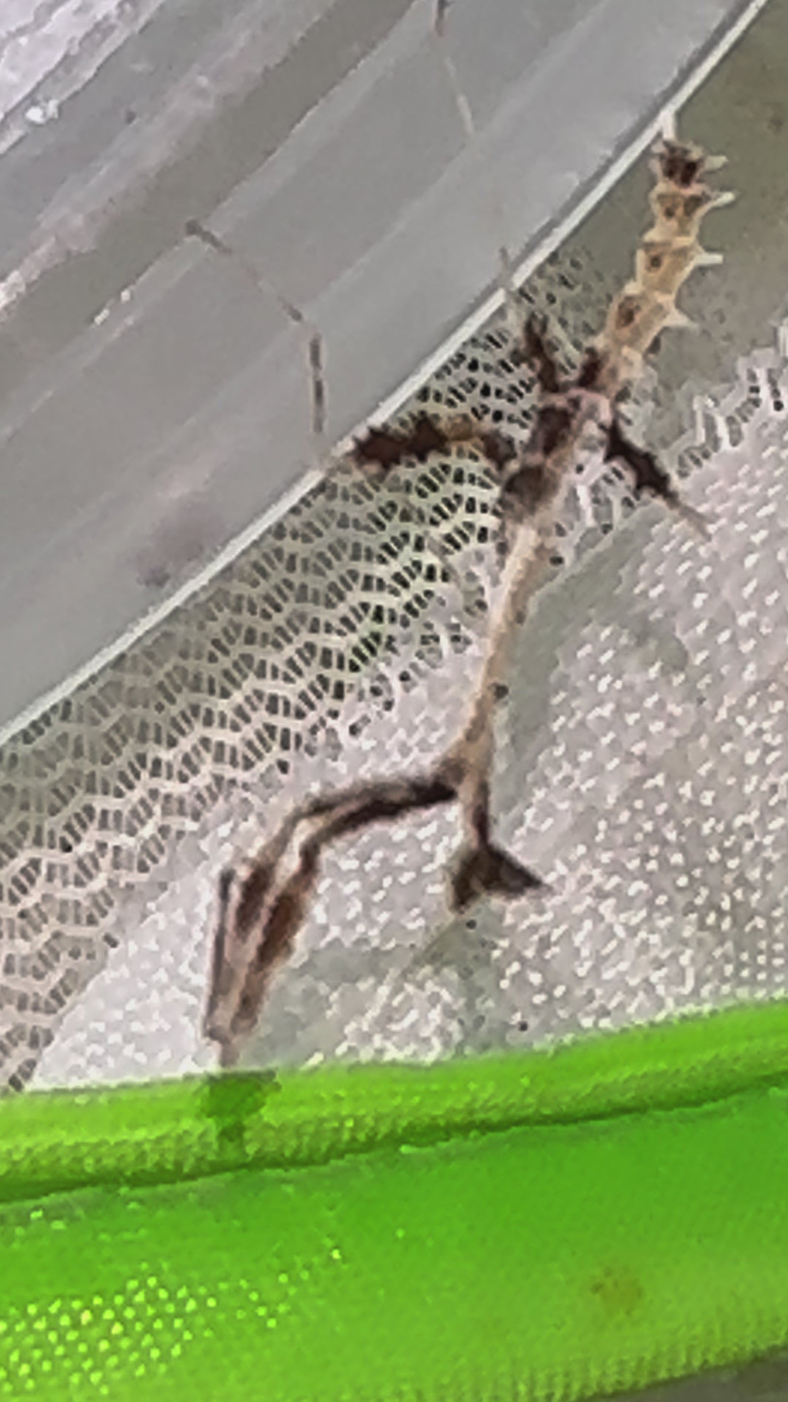 Metatoxodera subparallela praying mantis