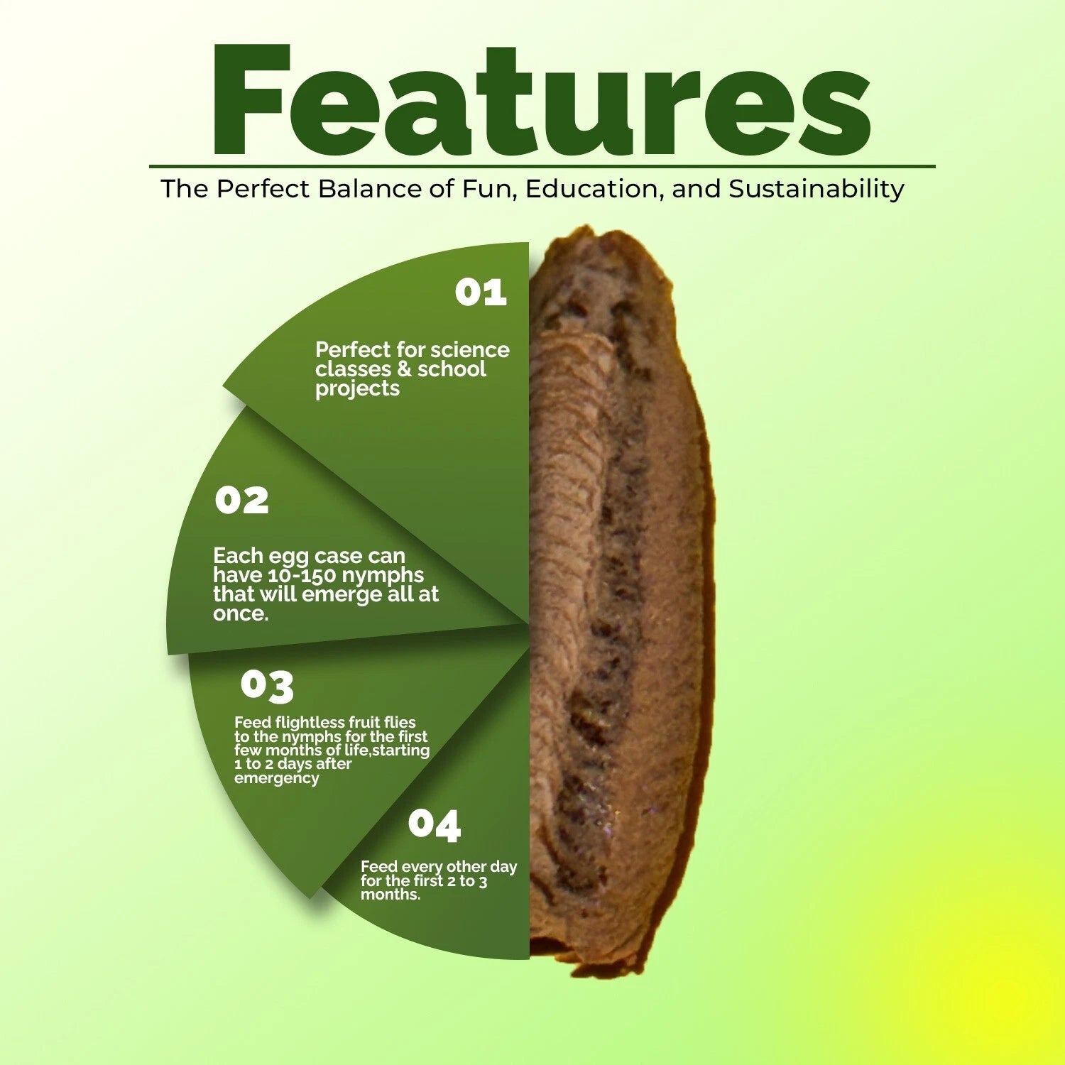 3x Carolina Praying Mantis Egg Case with Hatching Bag Produces upto 400 Babies