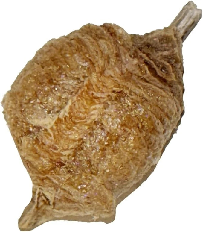Praying Mantis Egg Cases 2x Carolina & 2x T Sinensis with Hatching Habitat Cup