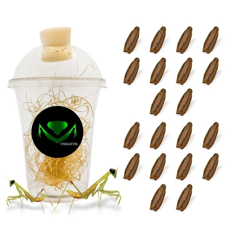 Praying Mantis