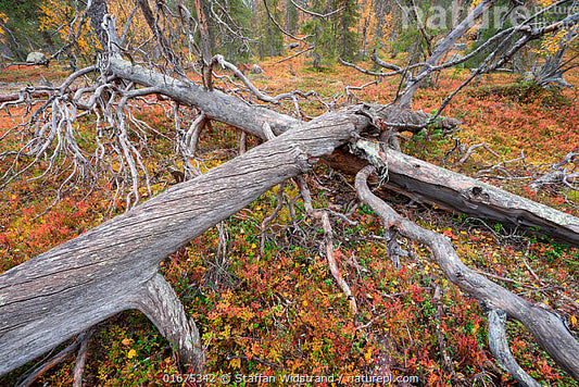 Old Forest Floor Wood Millipede Isopod Hardwood Pith beetles microfauna - USMANTIS