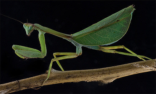 P. perpulchra “Beautiul” Peruvian Leaf mantis - USMANTIS