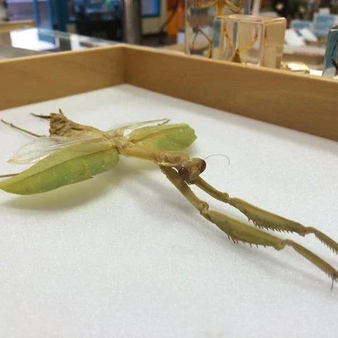 Macromantis Giant praying mantis Extreme Large Rare - USMANTIS