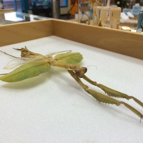 Macromantis Giant praying mantis Extreme Large Rare - USMANTIS