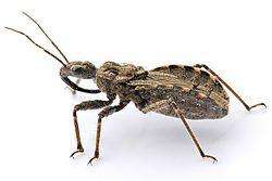 Assassin bugs - USMANTIS