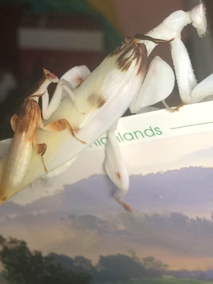 Hymenopus coronatus - Orchid Flower mantis "Kung Fu Mantis" - USMANTIS