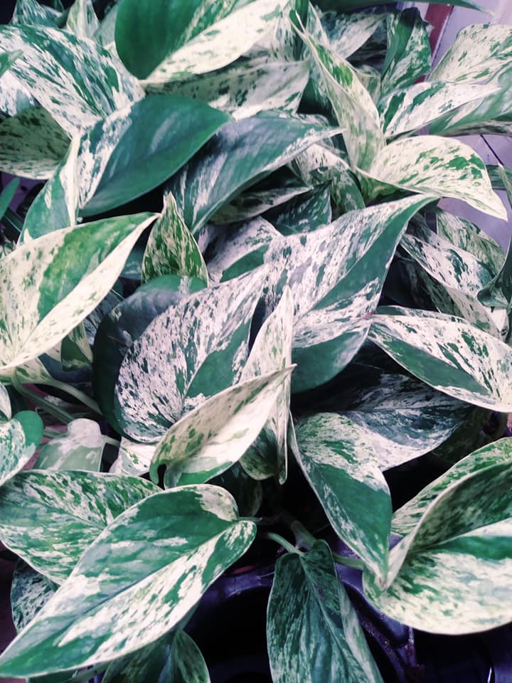 pothos silver queen Pothos Marbeled Queen 4 inch pot – USMANTIS