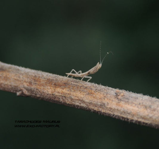 Tarachodes maurus - USMANTIS
