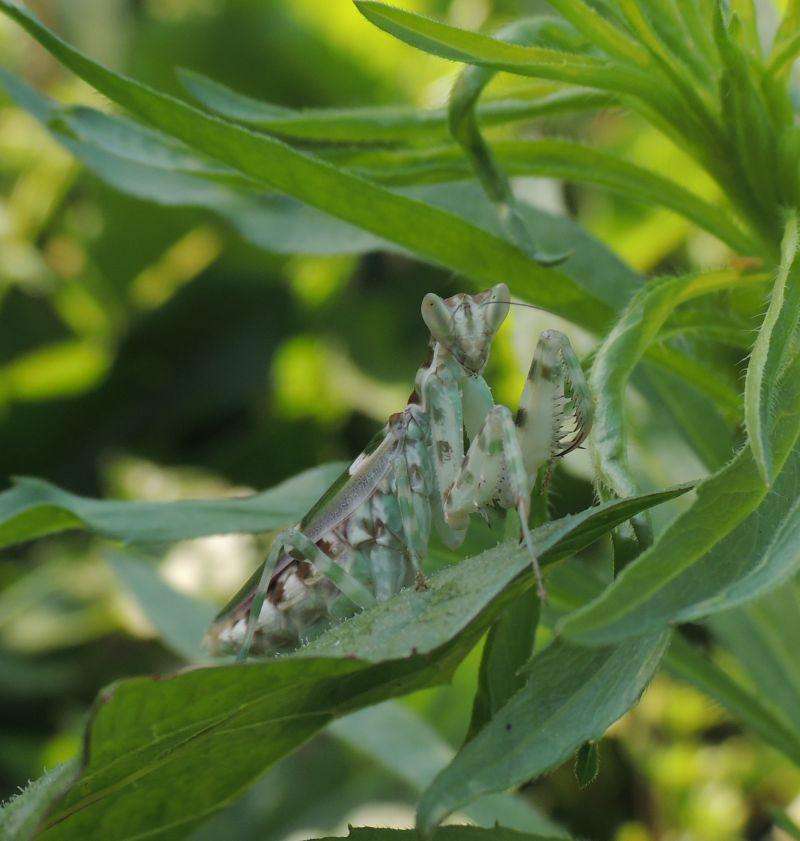 Creobroter nebulosa - USMANTIS