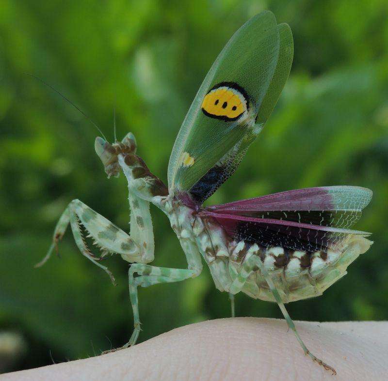 Creobroter nebulosa - USMANTIS